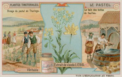 Woad and a Harvest in Thuringia in Germany by European School