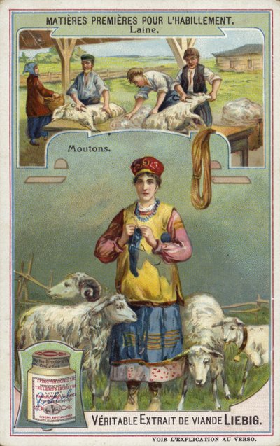Wool: Sheep by European School