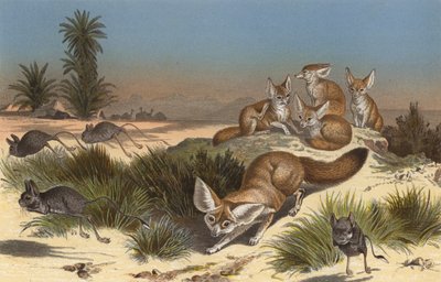 Fennec Fox by European School