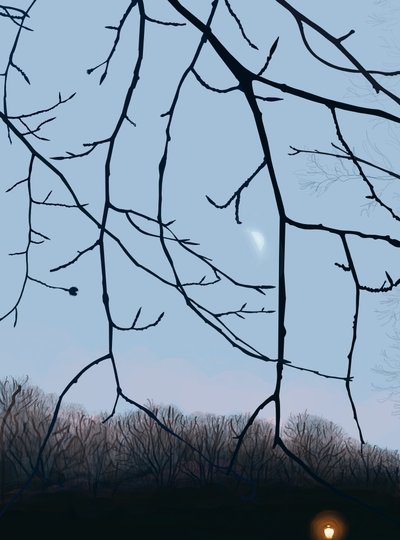 Branches, Dawn, Prospect Park by Evan Sklar