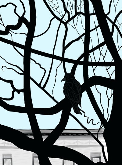 Hawk on Branch in City by Evan Sklar