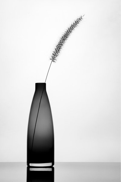 Elegant Single Stem by Eyal Amer