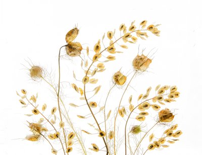 Delicate Seed Pods by Fangping Zhou
