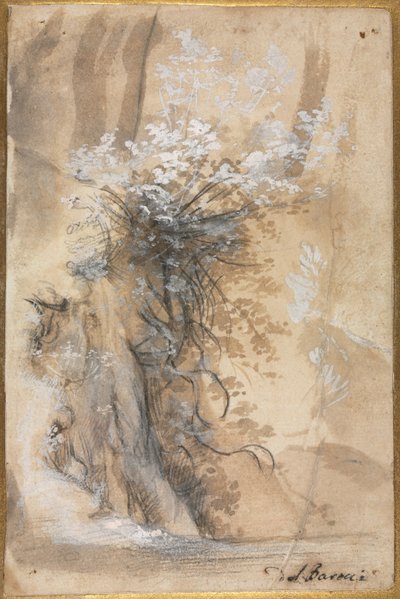 Flowering Bush Above an Eroded Bank, 1565-1570 by Federico Barocci