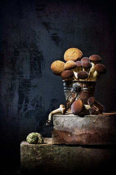 Earthy Mushroom Still Life by Felice Angelino