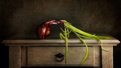 Moody Sprouting Onion by Felice Angelino