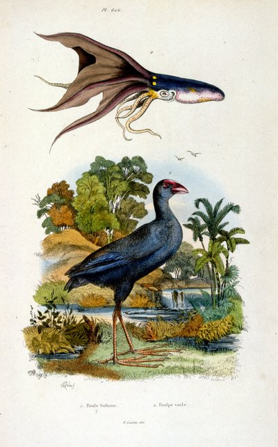 Botanical and Zoological Illustration by F. E. Guerin. From Dictionnaire Pittoresque d
