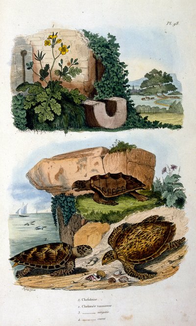 Turtles by Felix-Edouard Guerin
