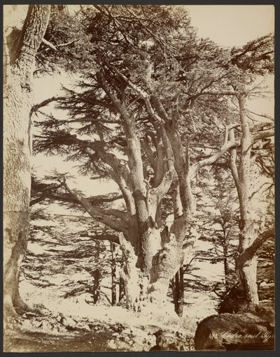 Lone Cedar, Tyre by Félix Bonfils