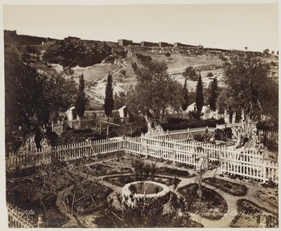 Garden of Gethsemane #303 by Félix Bonfils