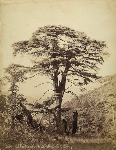 Large Cedar Tree in the Teniet el Haad Forest, Lebanon by Félix Bonfils