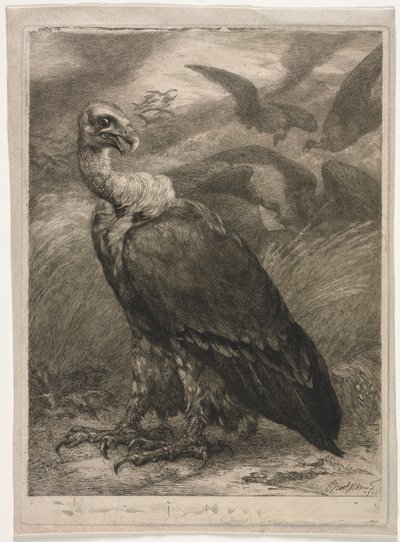 Vulture by Felix Bracquemond