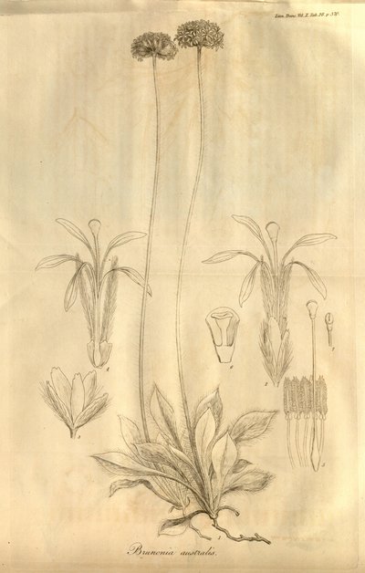 Tab. 28 from Volume X of Transactions of the Linnean Society of London by Ferdinand Bauer