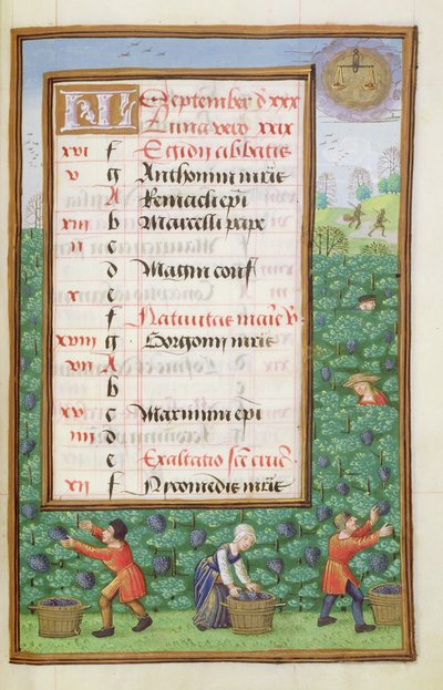 Gathering Grapes, illuminated calendar page for September, from a Book of Hours, c.1500 by Flemish School