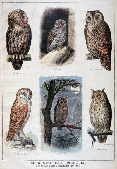 Birds That Are Protected, and Helpful in Agriculture by Fortuné Méaulle