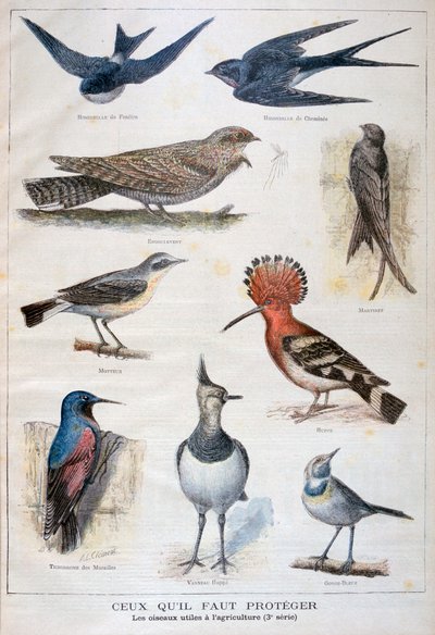 Birds that are Protected and Helpful in Agriculture by Fortuné Méaulle