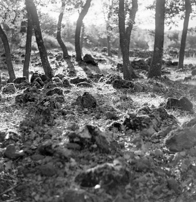 Forest on Mount Etna by Fosco Maraini