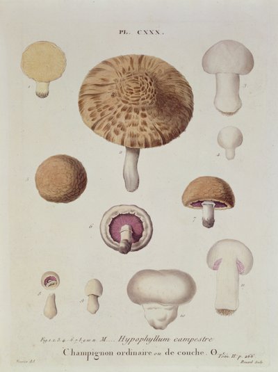Hypophyllum campestre or the field mushroom, plate 130 from 