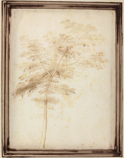 A Study of a Tree by Fra Bartolomeo