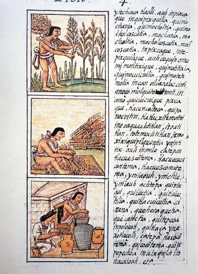 Scenes of peasant life, wheat harvest, ginning on mat and stocking in jars, text in Nahuati, from facsimile of manuscript General History of Things of New Spain, also known as Florentine Codex, by Bernardino de Sahagun by Fra Bernadino da Sahagun
