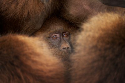 Watching Baby Monkey by Fran Rodríguez