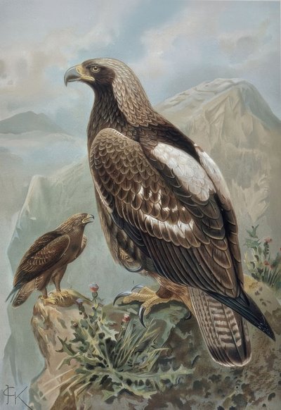 Engraving - Imperial Eagle - Male with Almost Perfect Plumage (1) and 2-Year-Old Female (2) by Francia