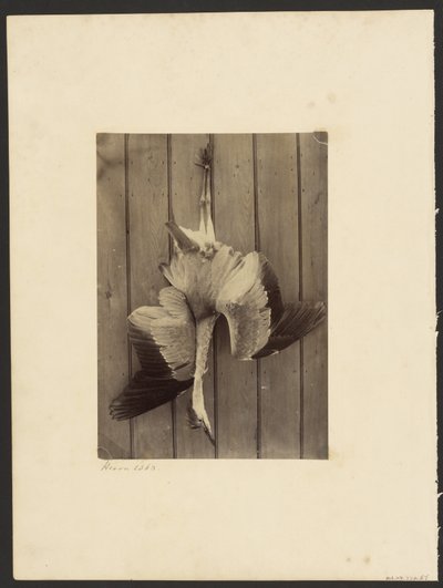 Heron by Francis Edmond Currey