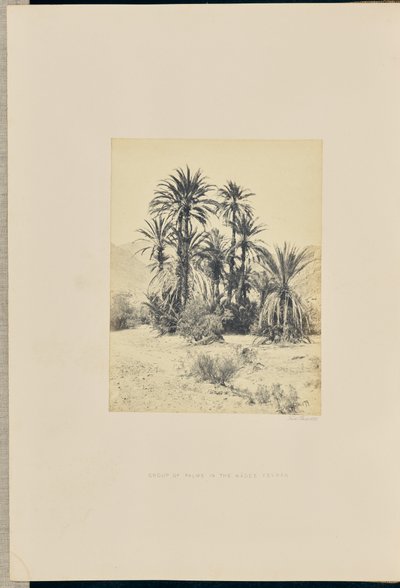 Group of Palms in the Wadi Feiran by Francis Frith