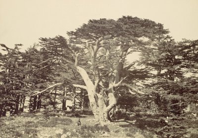 The Largest of the Cedars, Mount Lebanon by Francis Frith