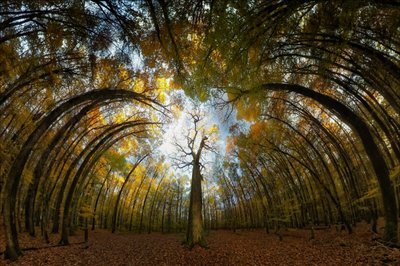 Autumn Forest Tunnel by Francois Casanova
