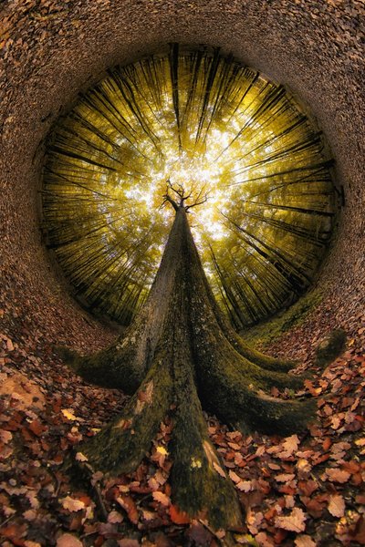Looking Up Golden Forest by Francois Casanova