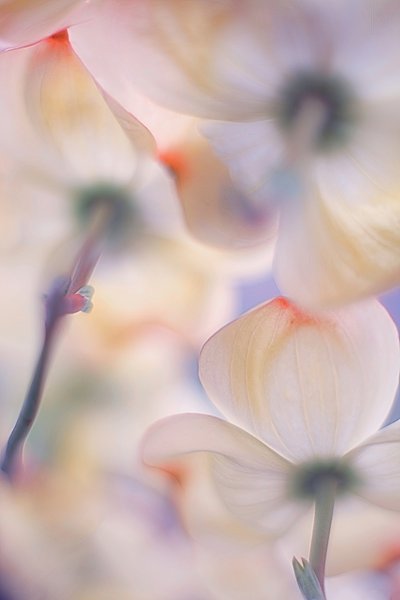 Soft Pink Dogwood Blossoms by Francois Casanova