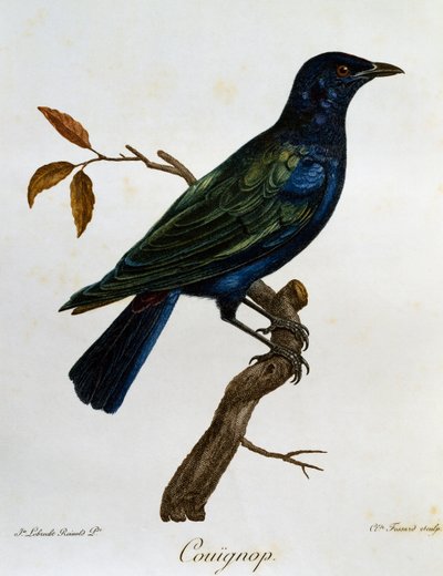Black-bellied Glossy-Starling (Lamprotornis corruscus), engraving from Histoire Naturelle des Oiseaux d