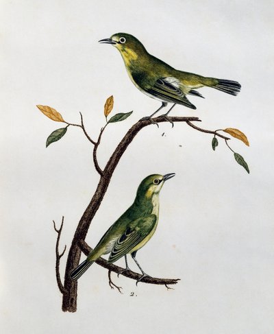 Male and female of Pale White-Eye (Zosterops pallidus), engraving from Histoire Naturelle des Oiseaux d