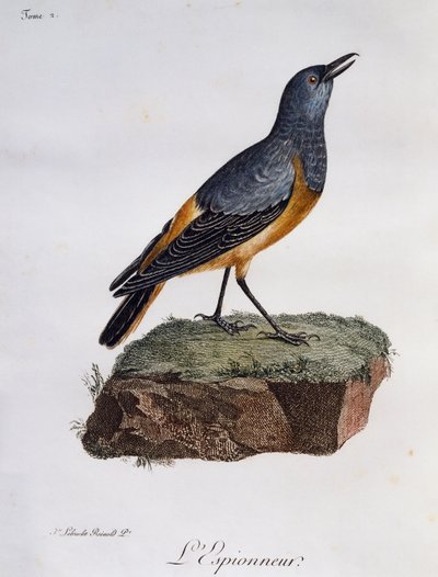 Sentinel rock Thrush (Monticola explorator), engraving from Histoire Naturelle des Oiseaux d