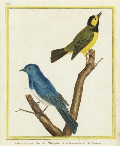 Black-naped Monarch, Hypothymis azurea, and Hooded Warbler, Setophaga citrina by Francois Nicolas Martinet