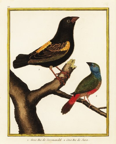 Cape Bishop, Euplectes capensis, and Pin-tailed Parrotfinch, Erythrura prasina by Francois Nicolas Martinet