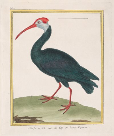 Bald Ibis from the Cape of Good Hope by Francois Nicolas Martinet
