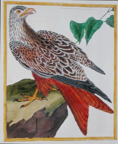 Kite, from 