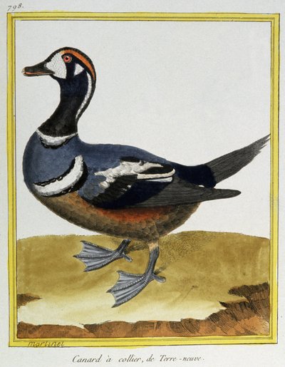 Duck from Newfoundland by Francois Nicolas Martinet