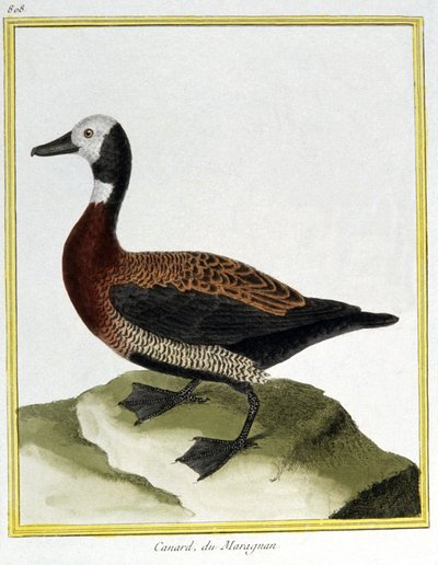 Eurasian Wigeon. Engraving by Francois Nicolas Martinet in: Histoire naturelle des oiseaux, by Georges Louis Leclerc de Buffon, France, c.1777 by Francois Nicolas Martinet