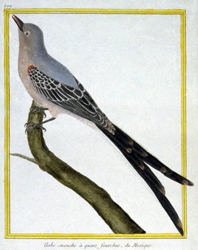 Flycatcher of Mexico. Engraving by Francois Nicolas Martinet in: Histoire naturelle des oiseaux, by Georges Louis Leclerc de Buffon, France, c.1777 by Francois Nicolas Martinet
