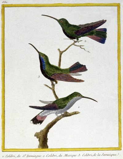 Hummingbird of Santo Domingo, Mexico and Jamaica. Engraving by Francois Nicolas Martinet in: Histoire naturelle des oiseaux, by Georges Louis Leclerc de Buffon, France, c.1777 by Francois Nicolas Martinet