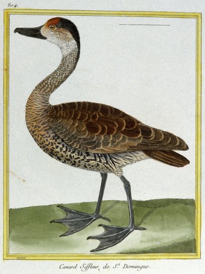 Science. Zoology. Wigeon of Santo Domingo. Engraving by Francois Nicolas Martinet in: Histoire Naturelle des Oiseaux, by Georges Louis Leclerc de Buffon, France by Francois Nicolas Martinet