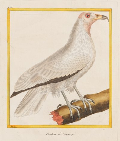 Norwegian Vulture, 1787 by Francois Nicolas Martinet