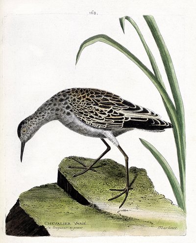 Zoological Board (Ornithology): Knight Varies (Fighter Varies or Philomachus Pugnax). Illustration in 