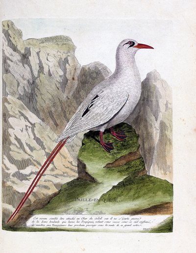 Zoological board (ornithology): tail straw (red-stranded phaeton or rubricauda). Illustration in 