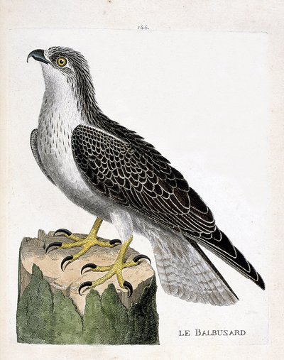 Zoological board (ornithology): the osprey (osprey or pandion haliaetus). Illustration in 