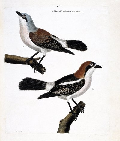Zoological chart (ornithology): Bottom: the redhead grieche or grieche a redhead head (lanius senator) and its female (grieche ecorcheur or lanius collurio) on the upper branch by Francois Nicolas Martinet
