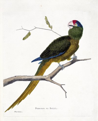 Zoological chart (ornithology): Brazilian parakeet (red-forehead conure or aratinga canicularis) on a branch. Illustration in 